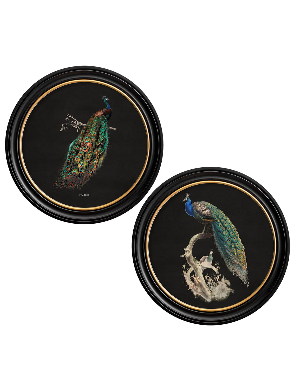 Peacocks in Round Frames