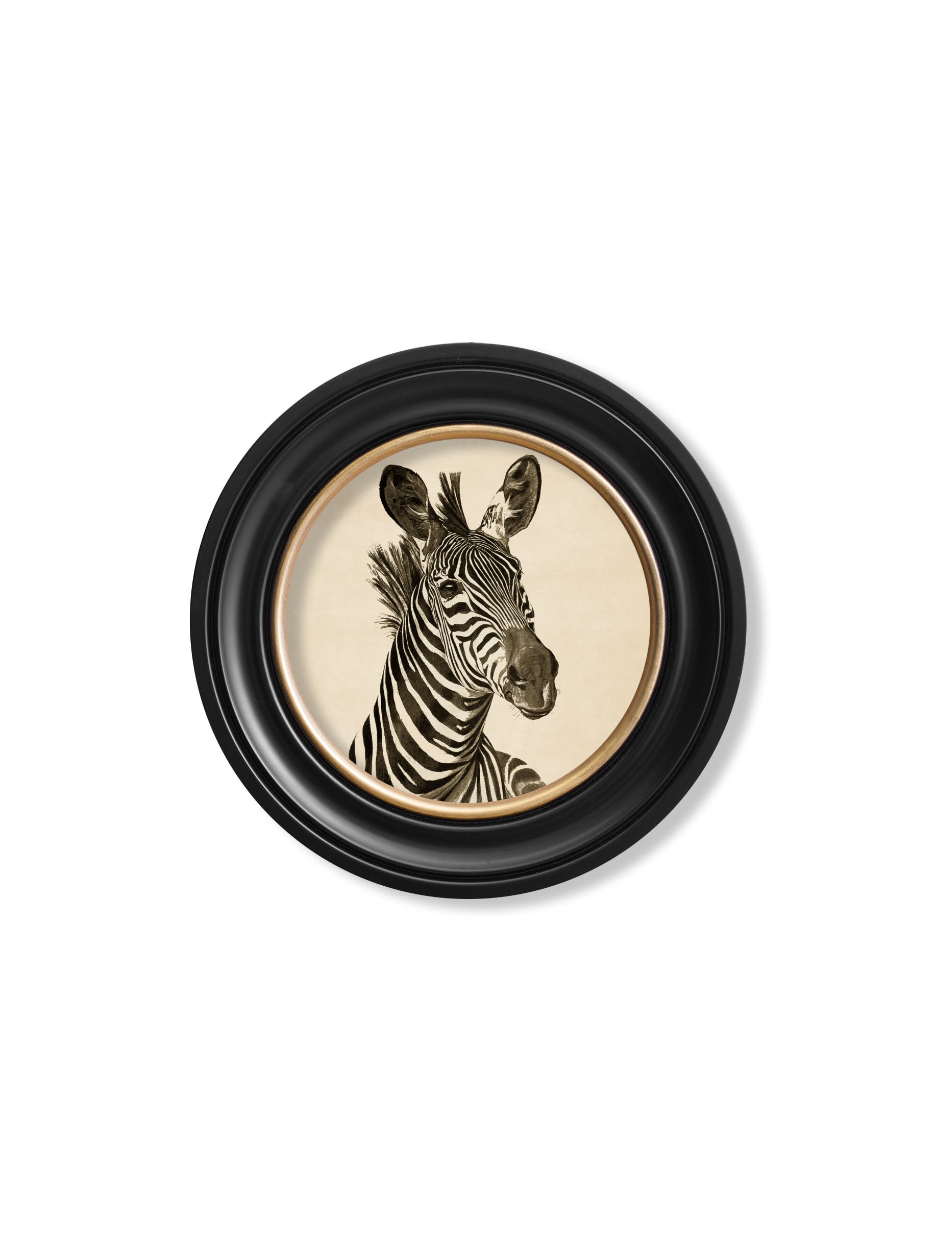 Zebra Illustrations
