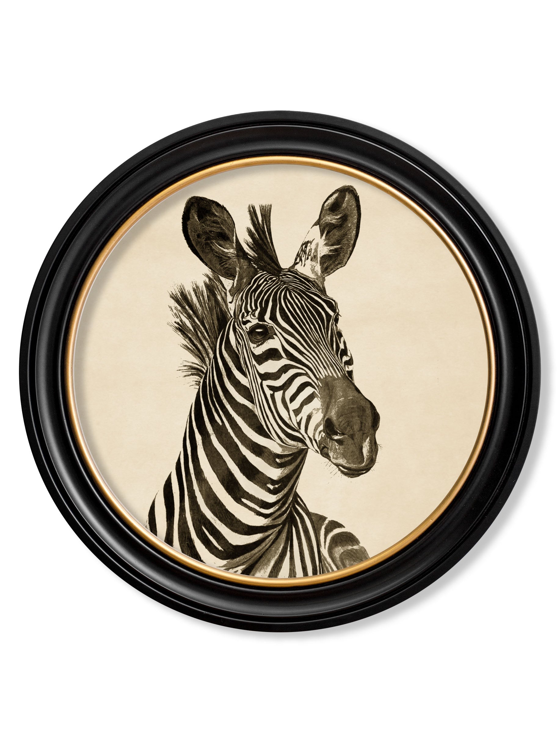 Zebra Illustrations