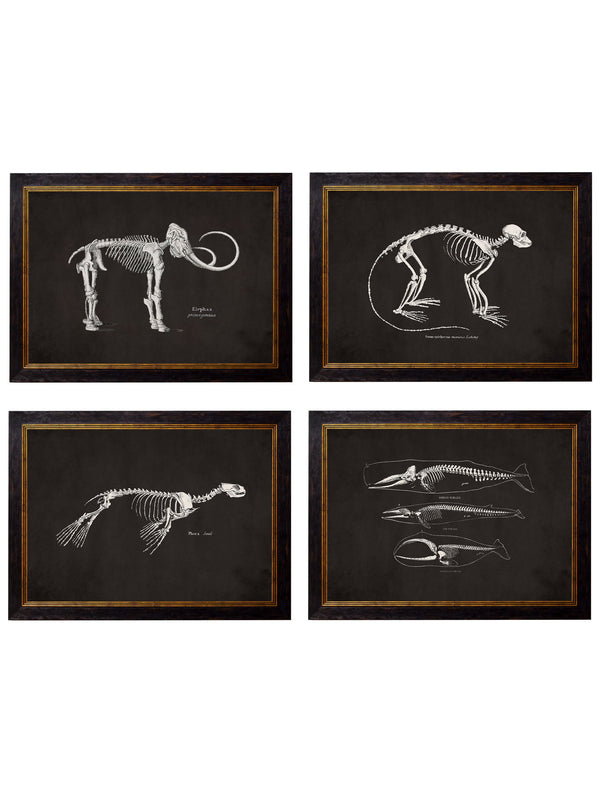 Anatomical Skeletons - Miola
