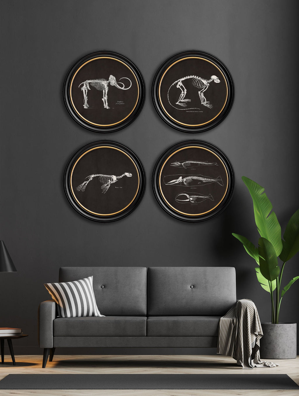 Anatomical Skeletons