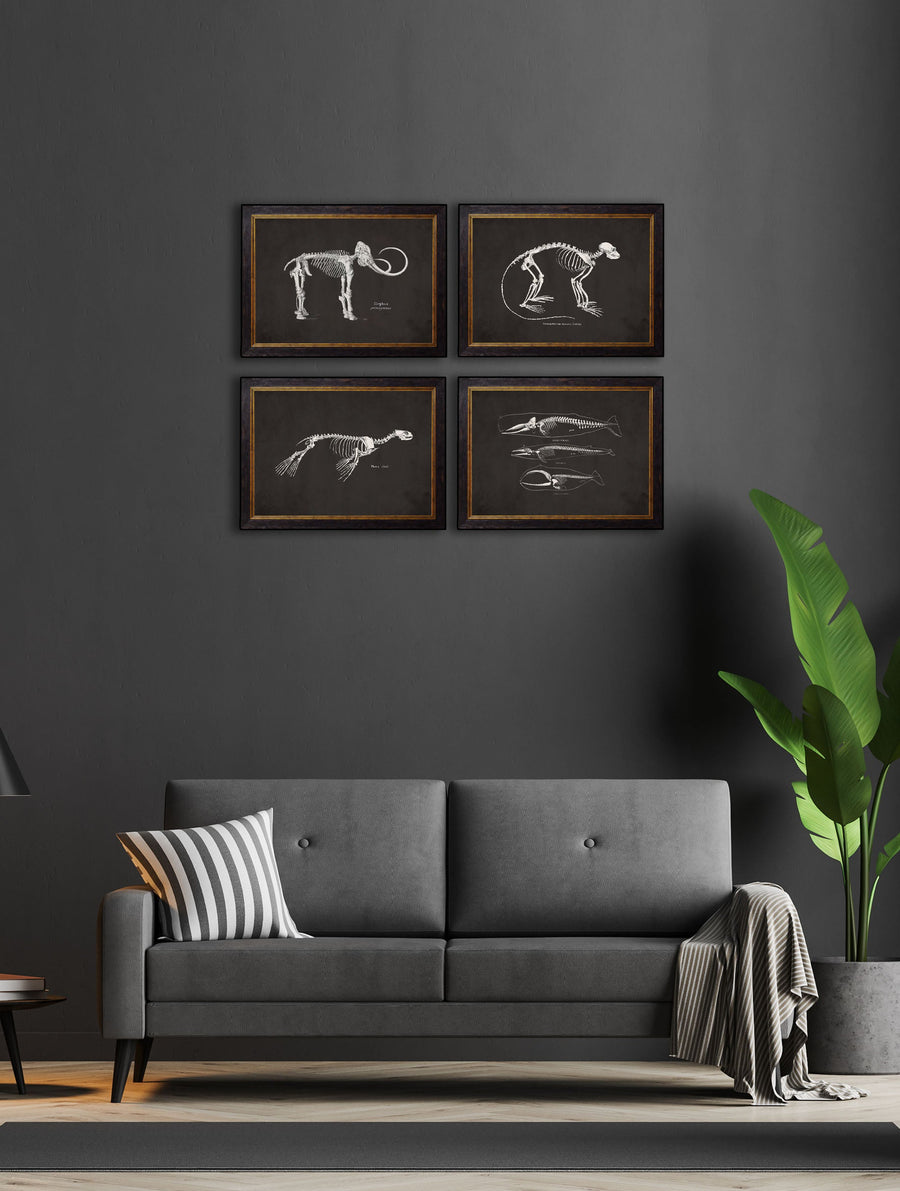 Anatomical Skeletons