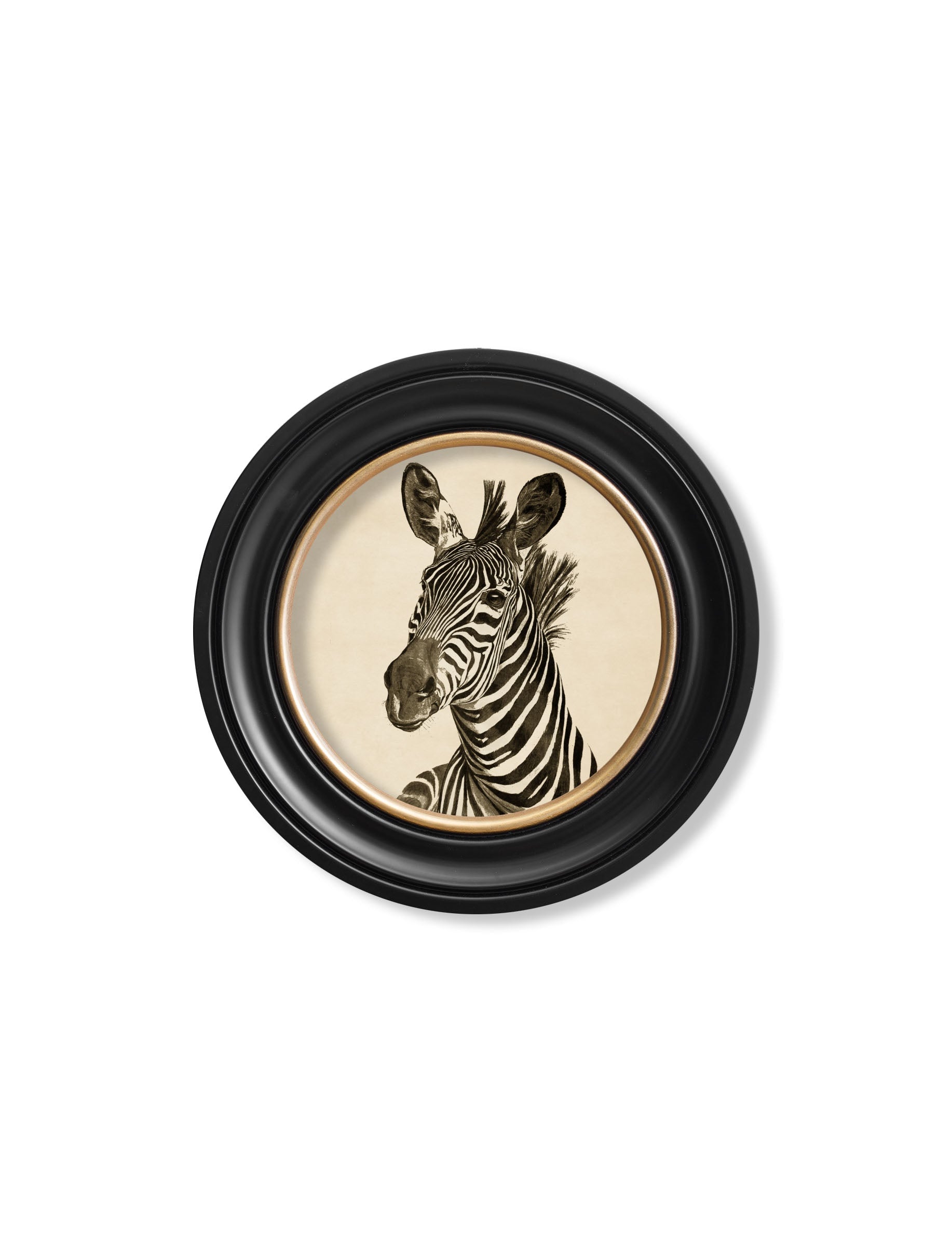 Zebra Illustrations