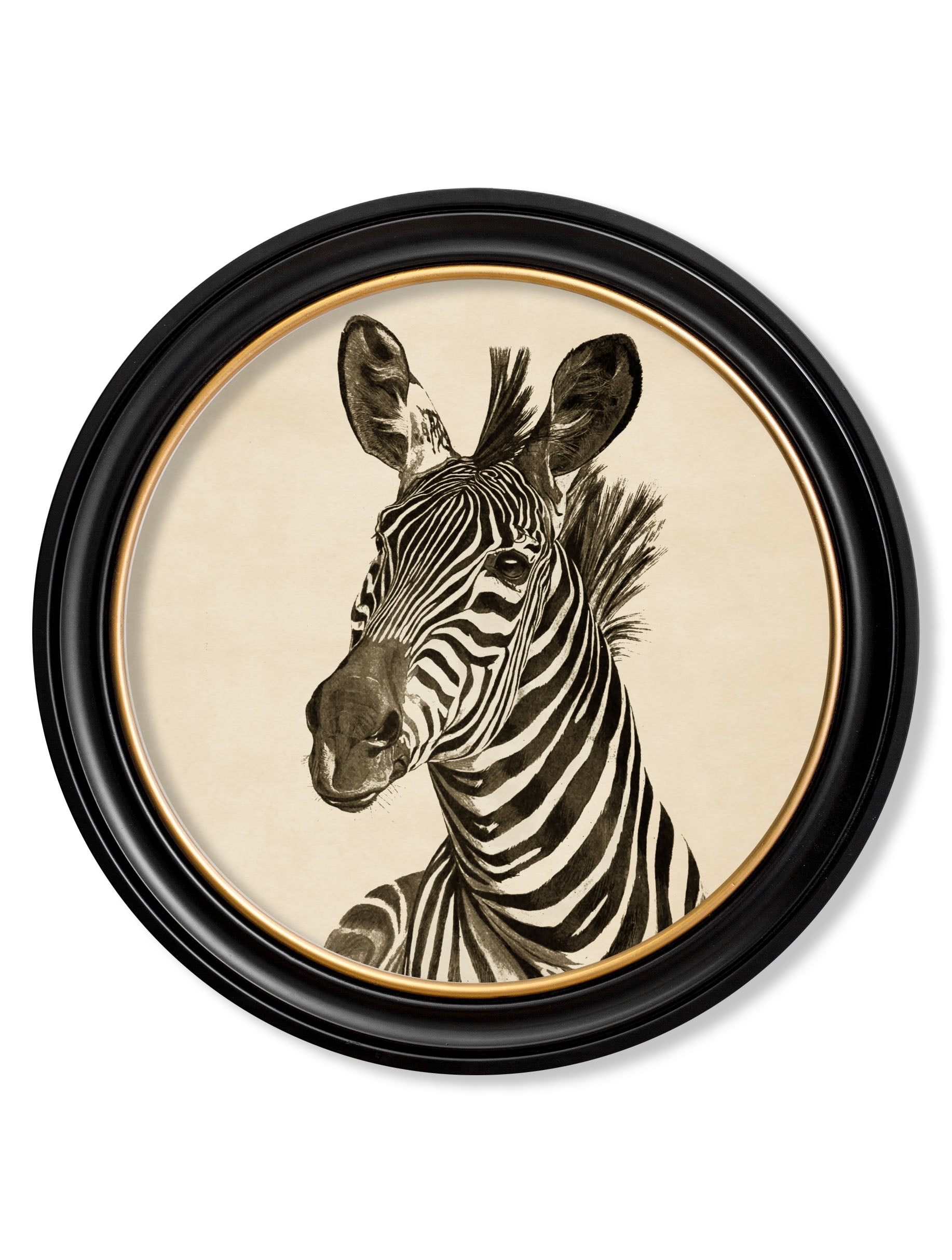 Zebra Illustrations