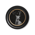 Red Deer - Miola