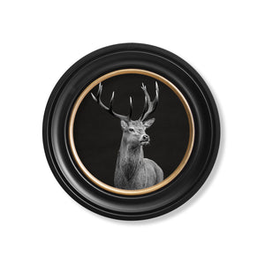 Red Deer