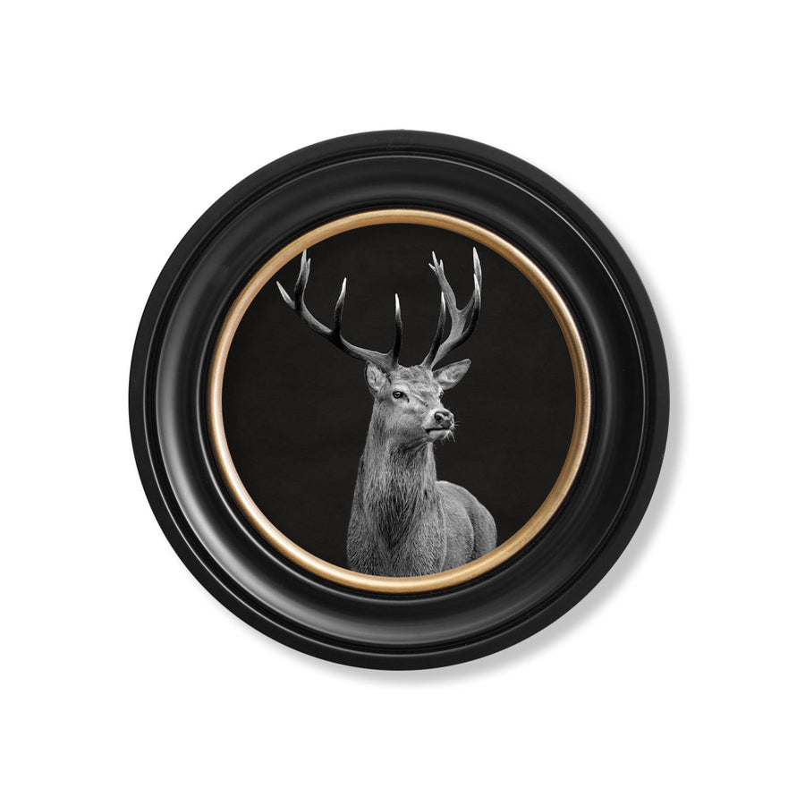 Red Deer