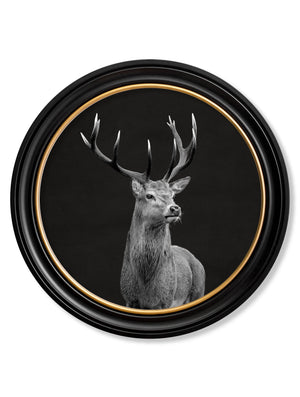 Red Deer