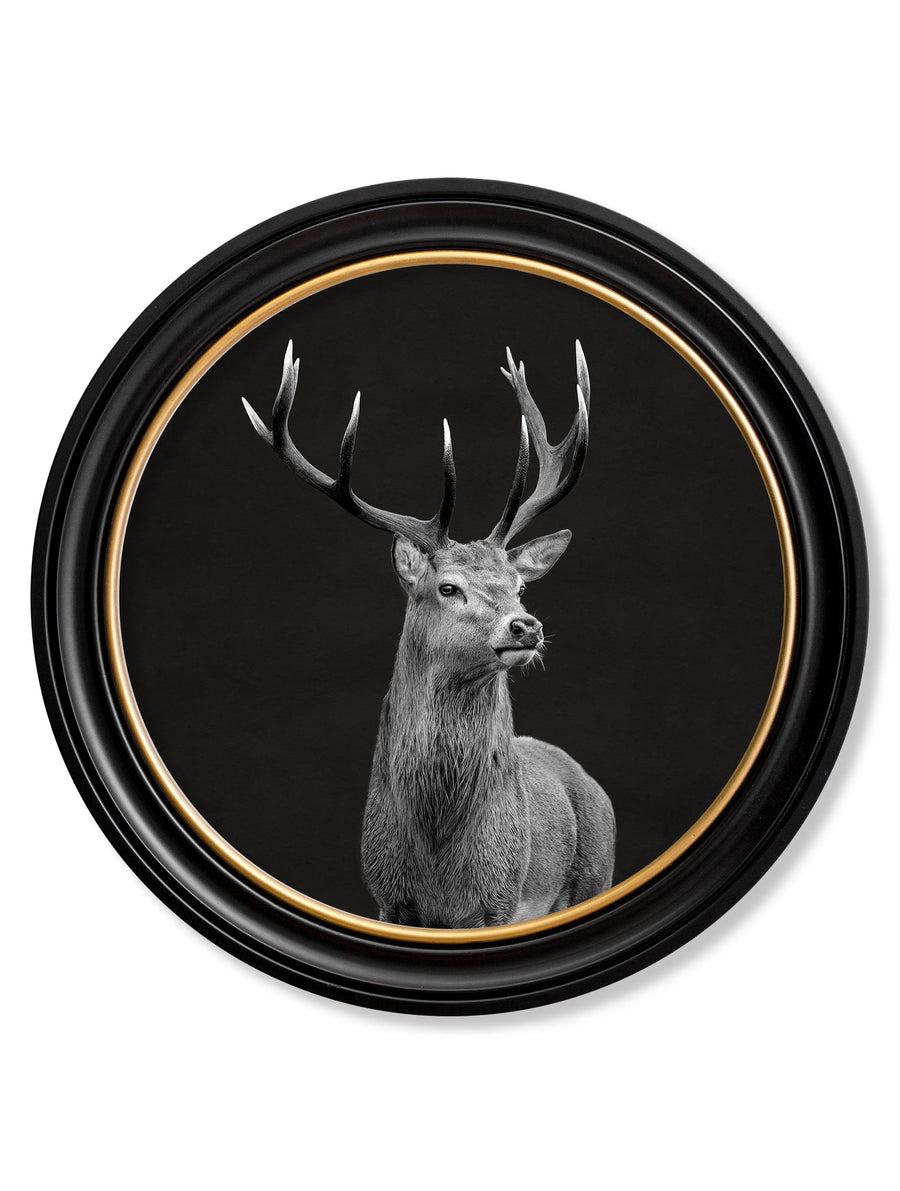 Red Deer