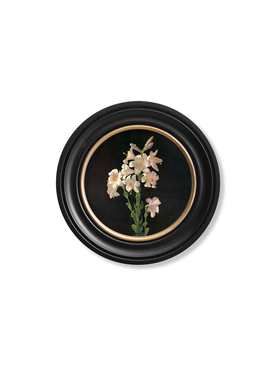 Lambdin Lillys - Round Frame