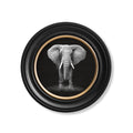Elephant - Miola