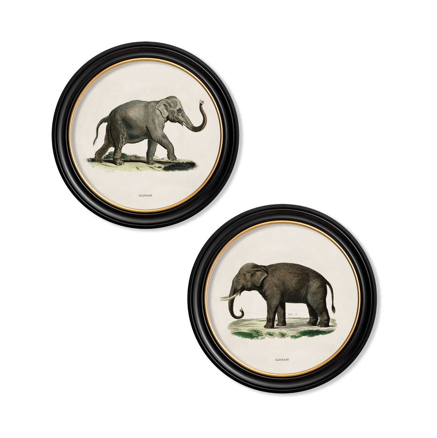 Elephants