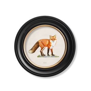Red Fox