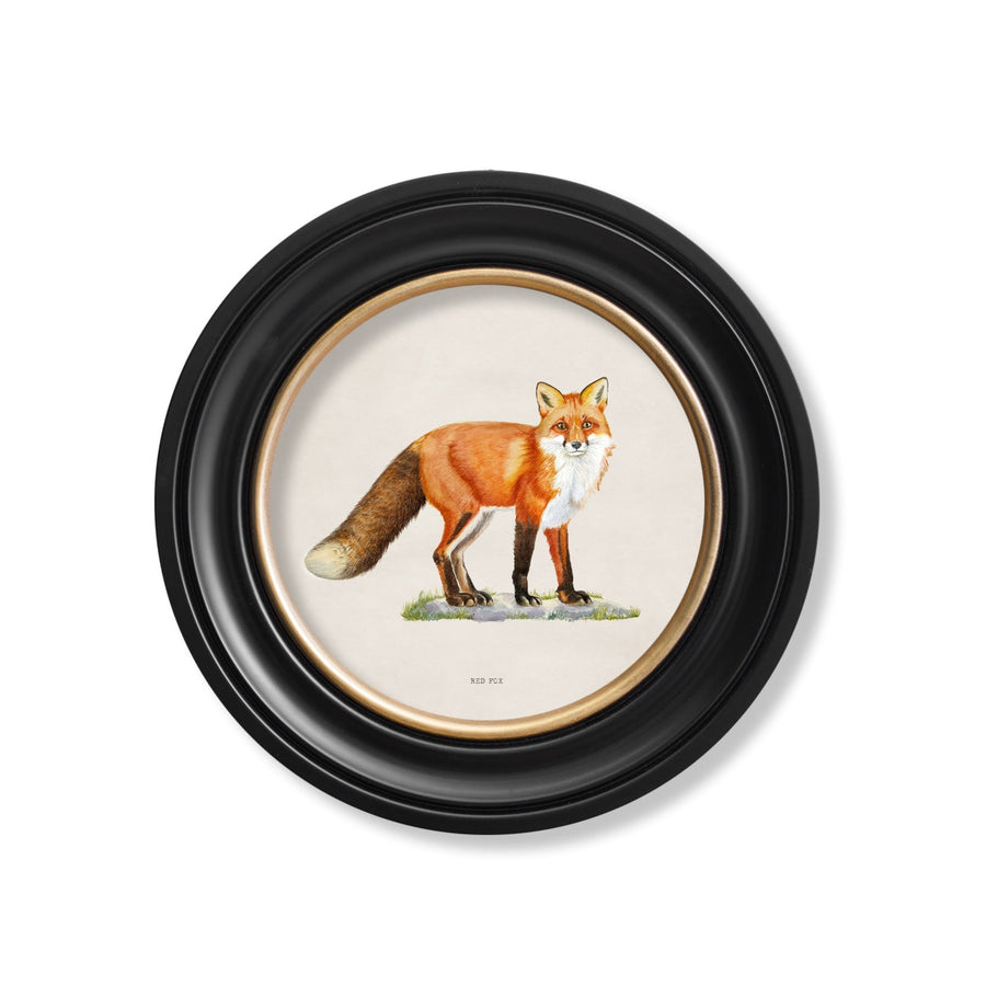 Red Fox