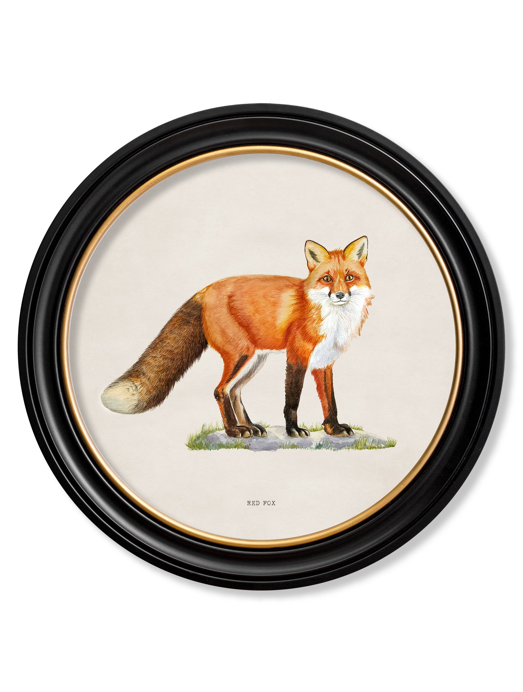 Red Fox