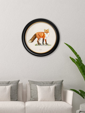 Red Fox