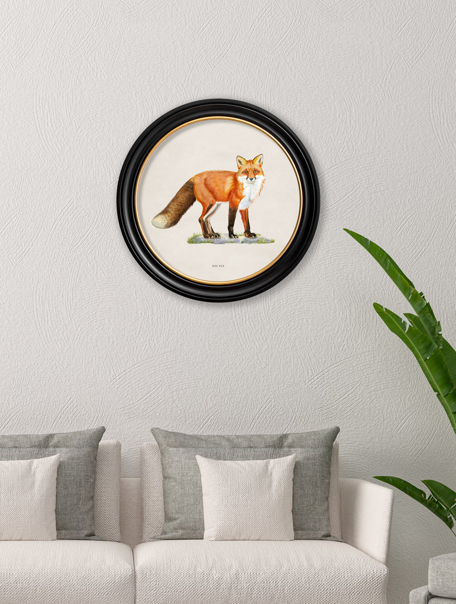 Red Fox