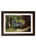 c.1763 George Stubb's Zebra