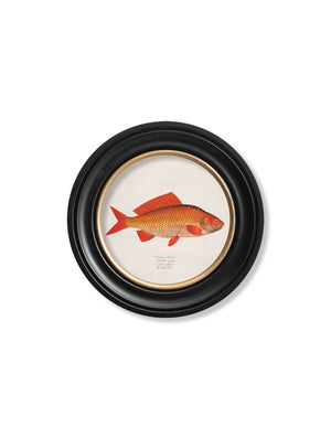 Goldfish and Golden Orfe