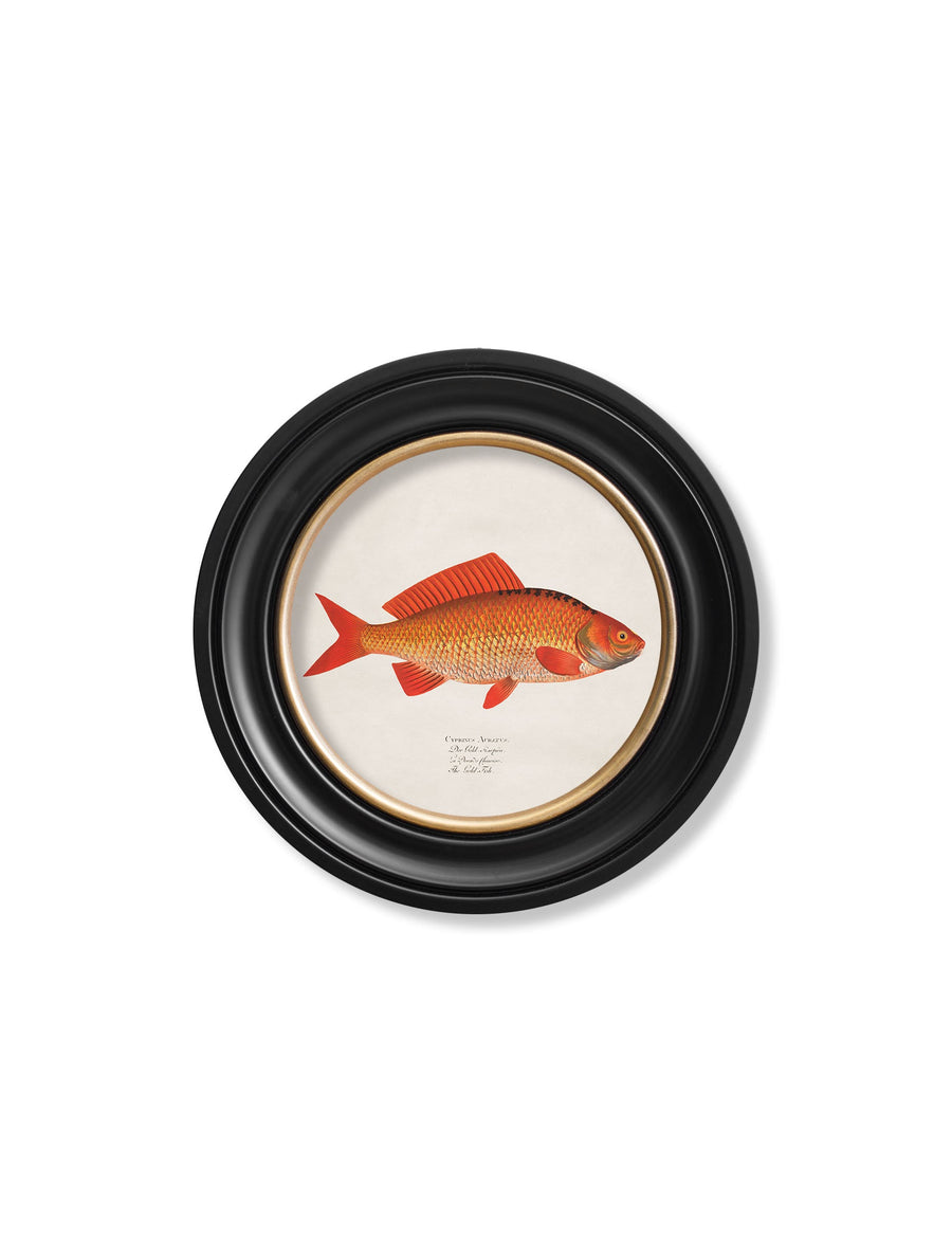 Goldfish and Golden Orfe