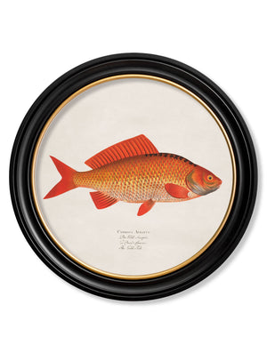 Goldfish and Golden Orfe