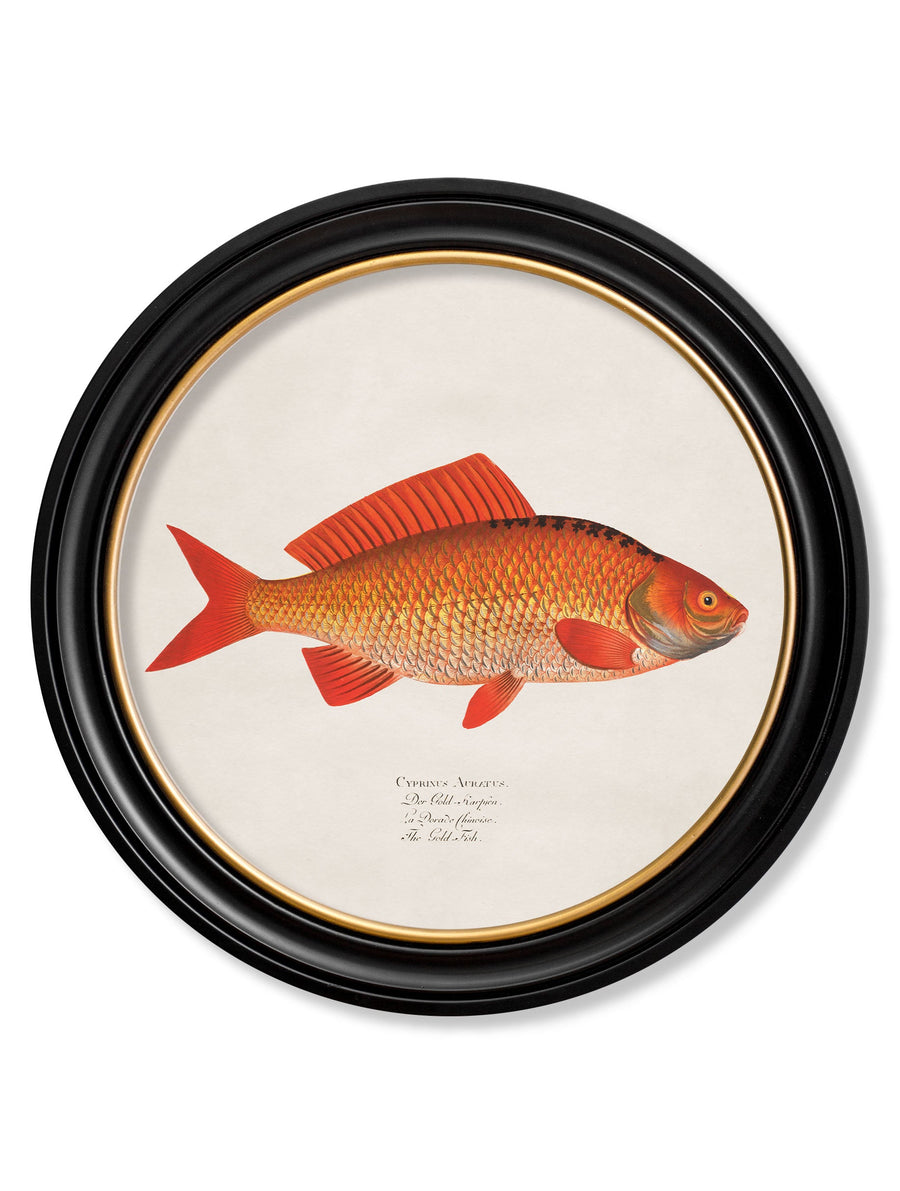 Goldfish and Golden Orfe