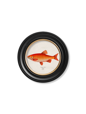 Goldfish and Golden Orfe