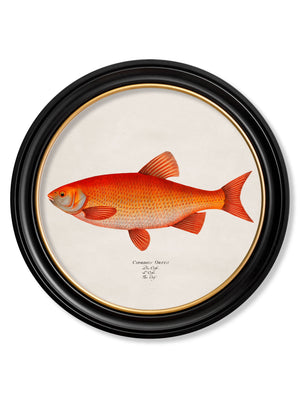 Goldfish and Golden Orfe