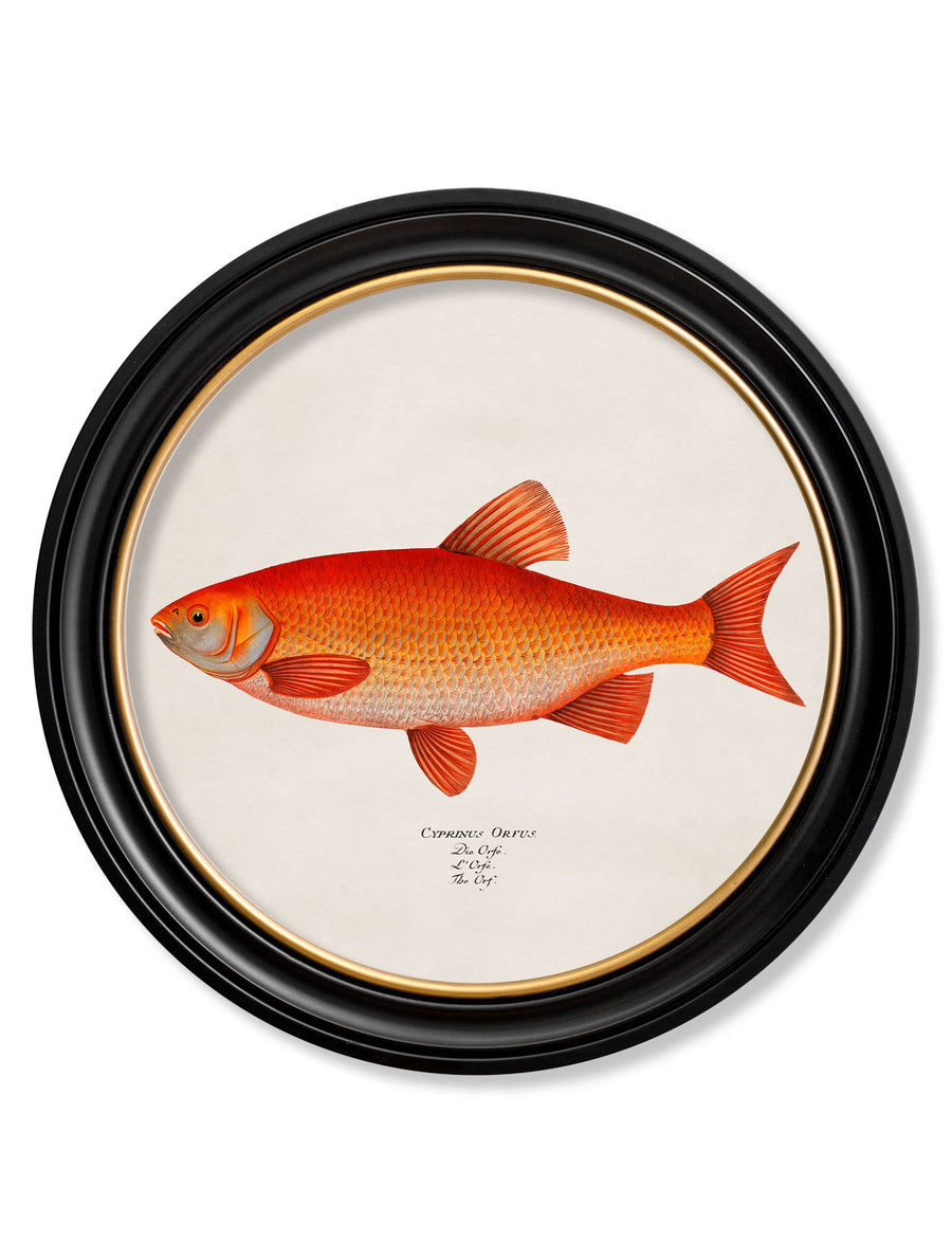 Goldfish and Golden Orfe