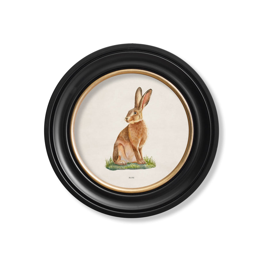 Hare