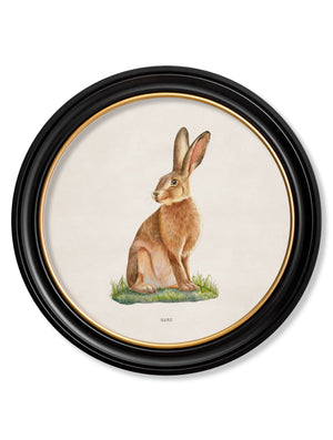 Hare