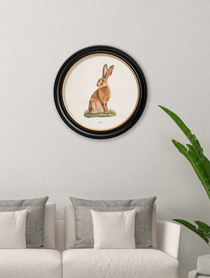 Hare