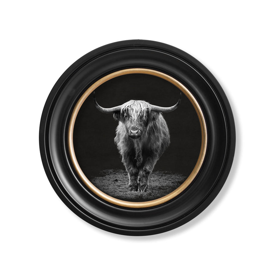 Highland Cow
