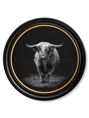 Highland Cow