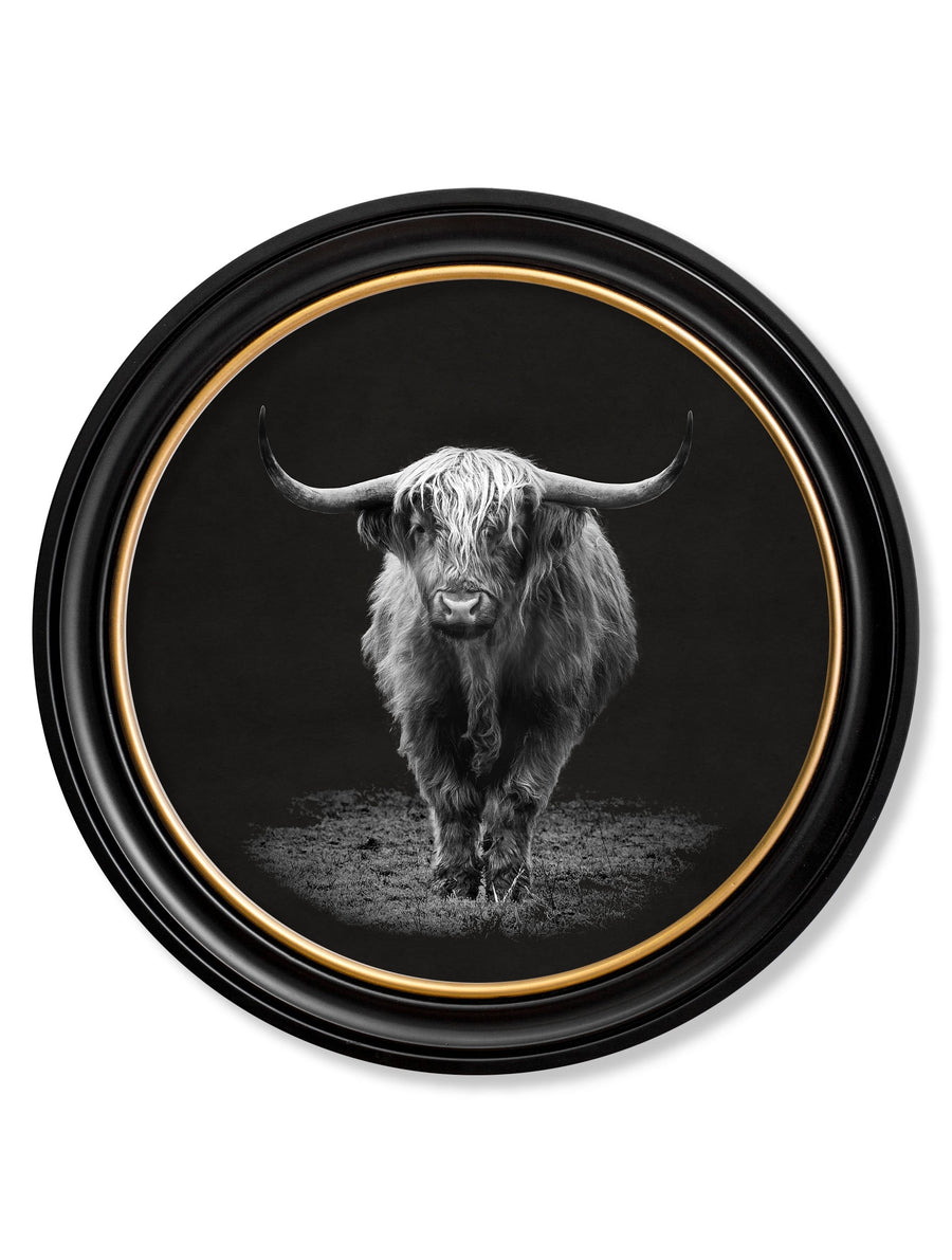 Highland Cow