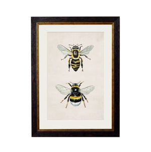 Honey and Bumble Bee