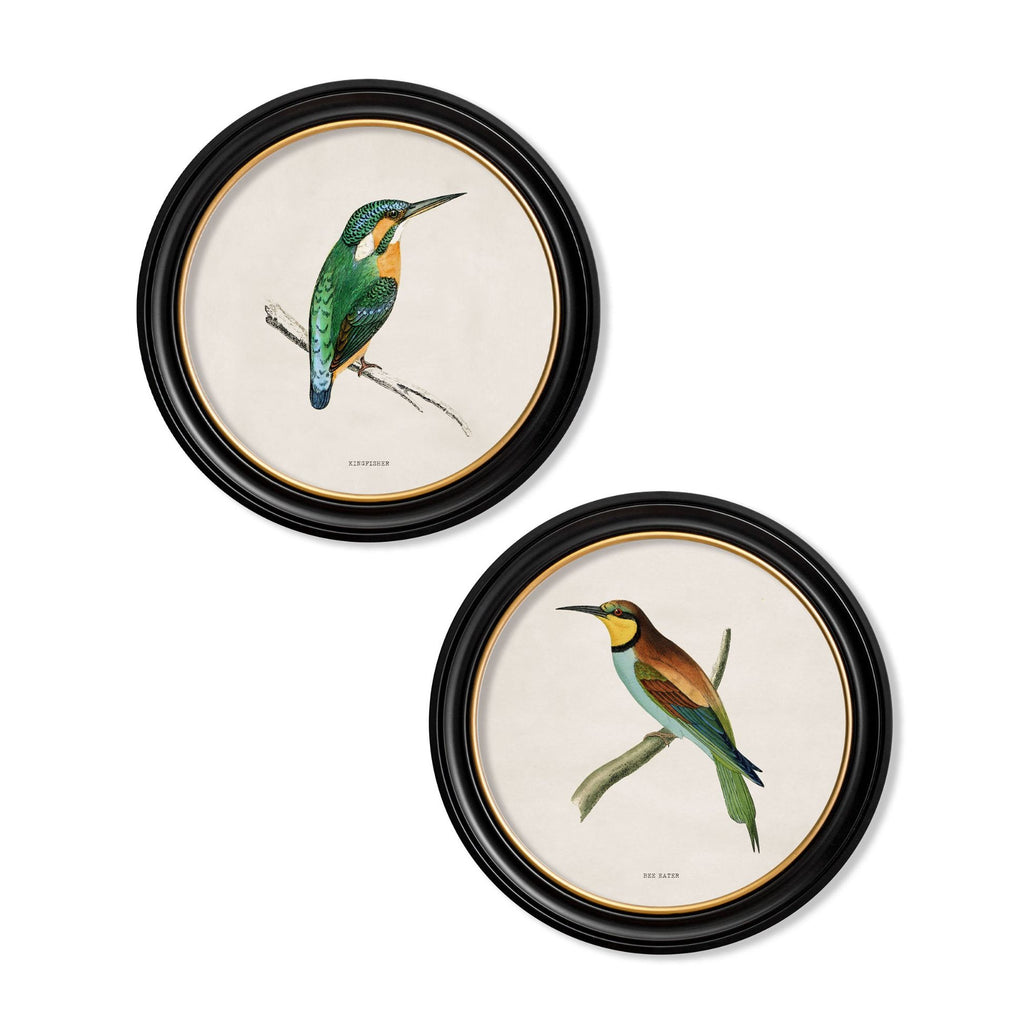 Kingfisher and Bee Eater