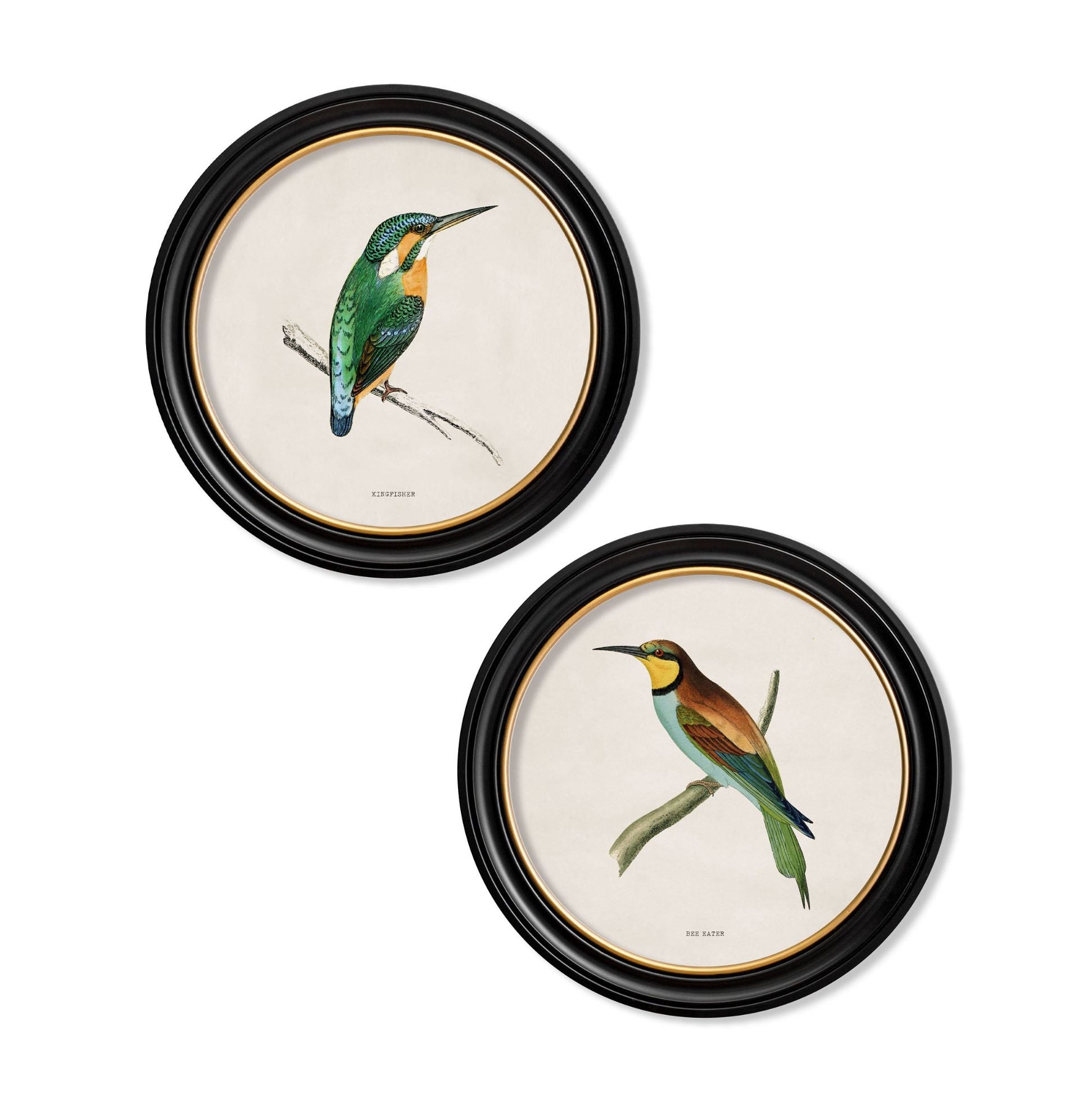 Kingfisher and Bee Eater