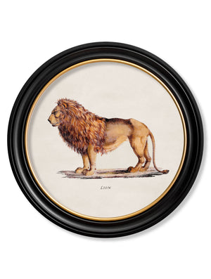Lion & Lioness