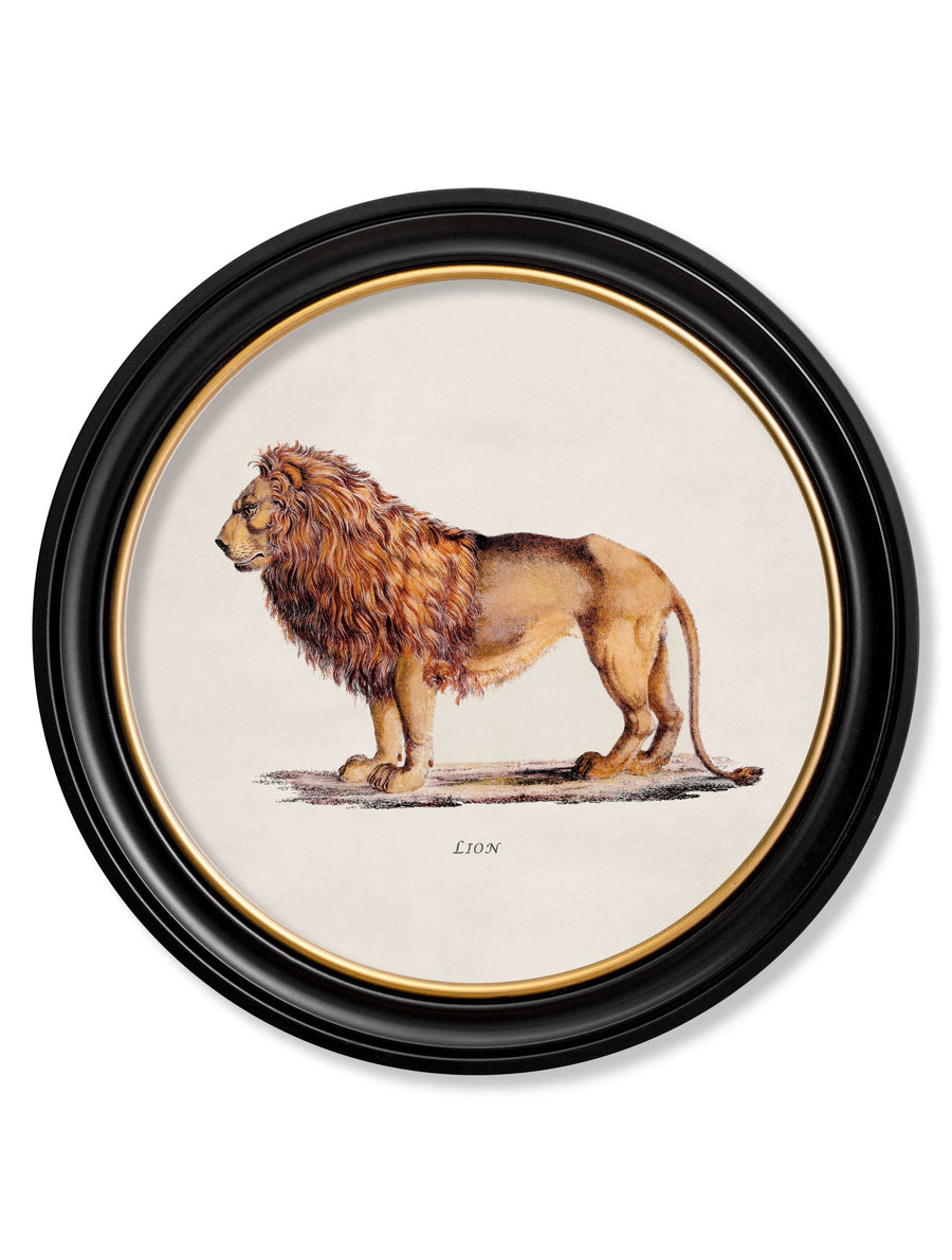Lion & Lioness