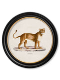 Lion & Lioness - Miola