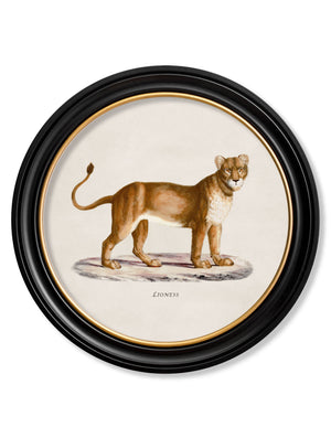 Lion & Lioness
