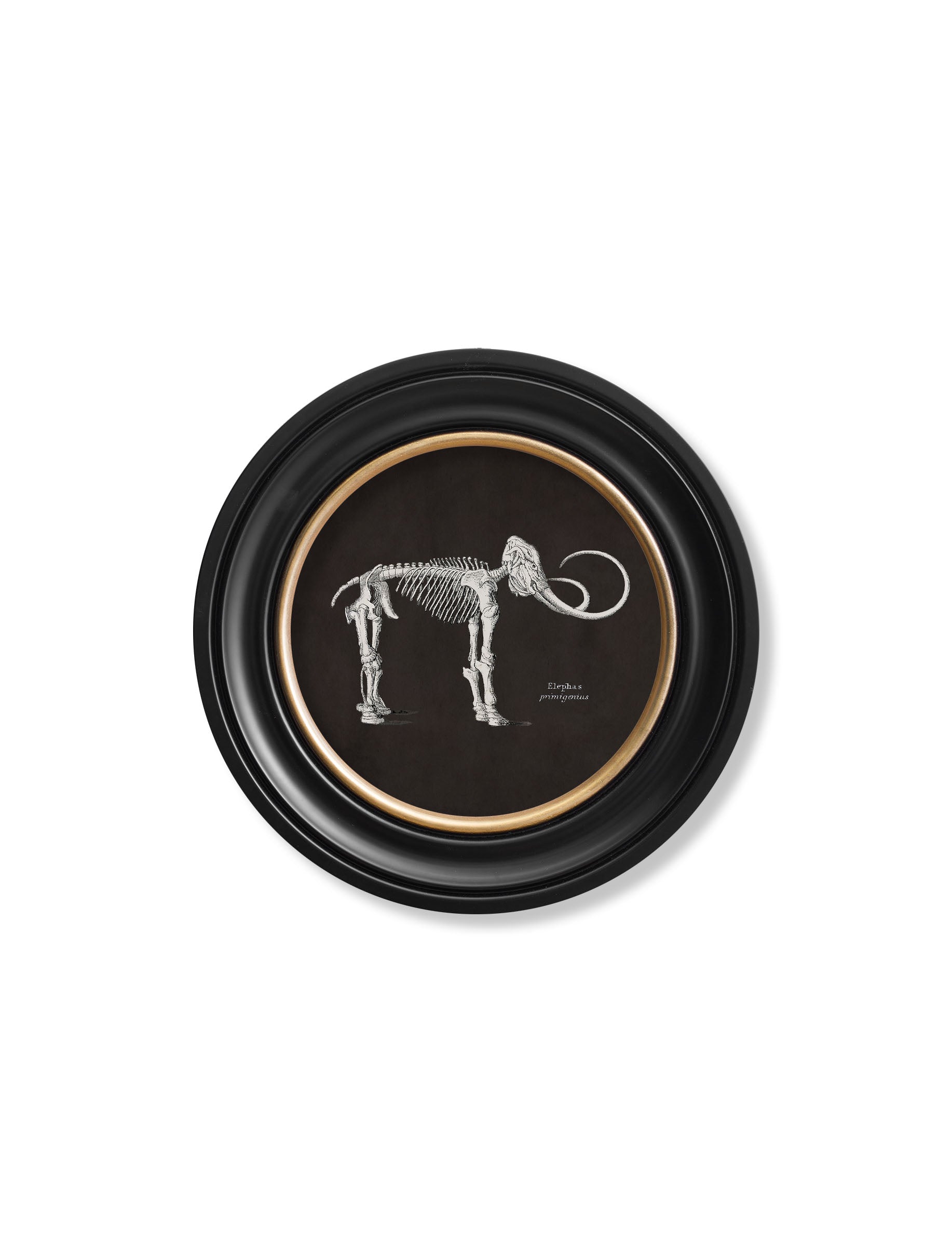 Anatomical Skeletons