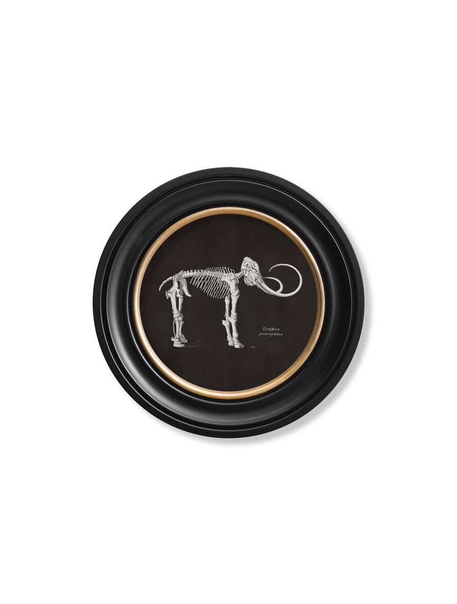 Anatomical Skeletons