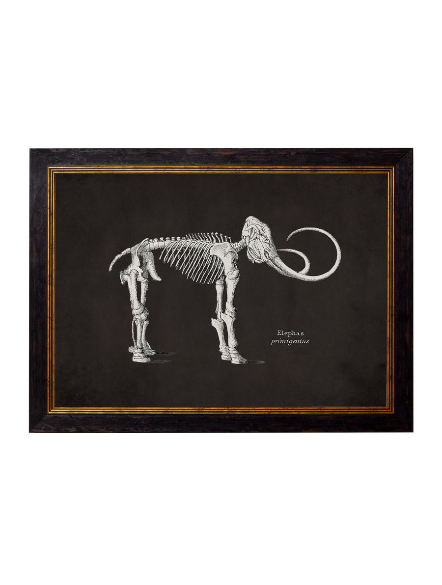 Anatomical Skeletons