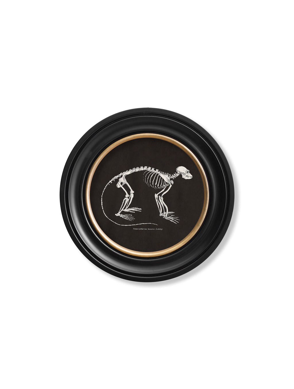 Anatomical Skeletons