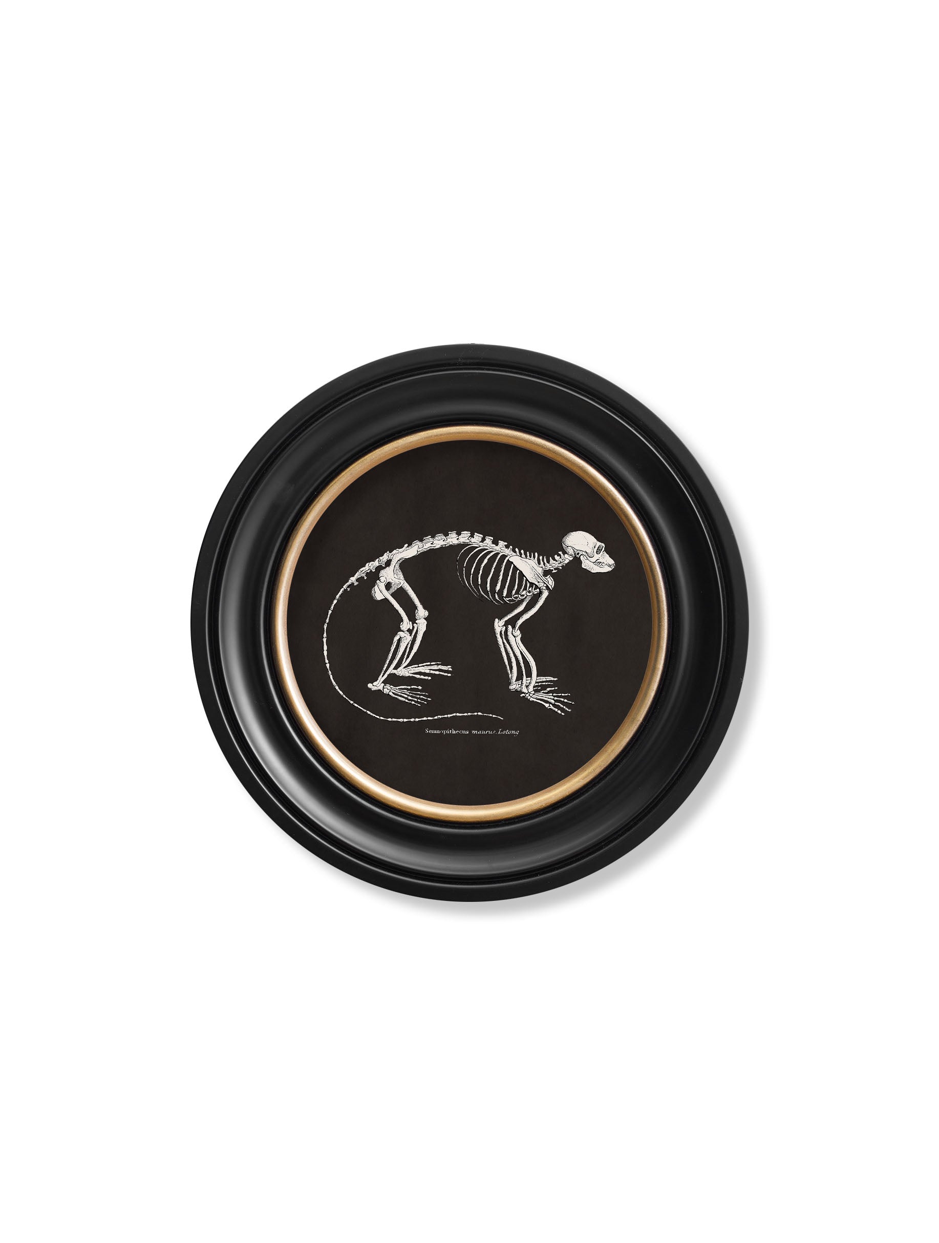 Anatomical Skeletons