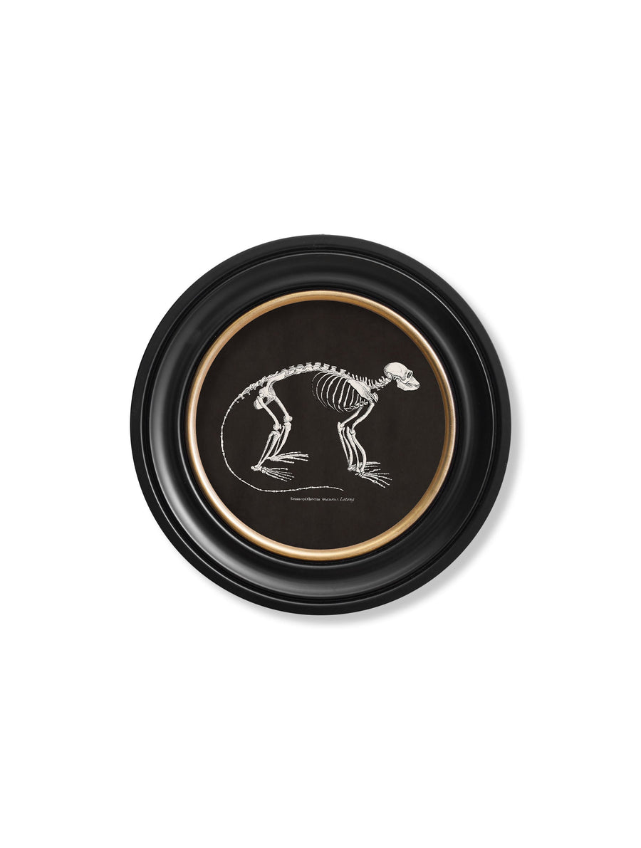 Anatomical Skeletons