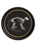 Anatomical Skeletons - Miola