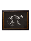 Anatomical Skeletons - Miola